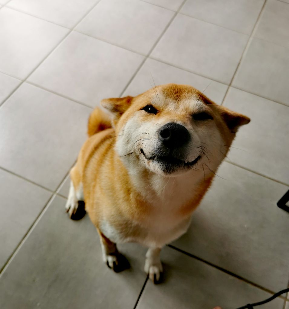 shiba à vendre